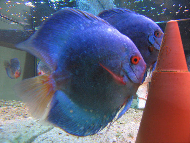discus